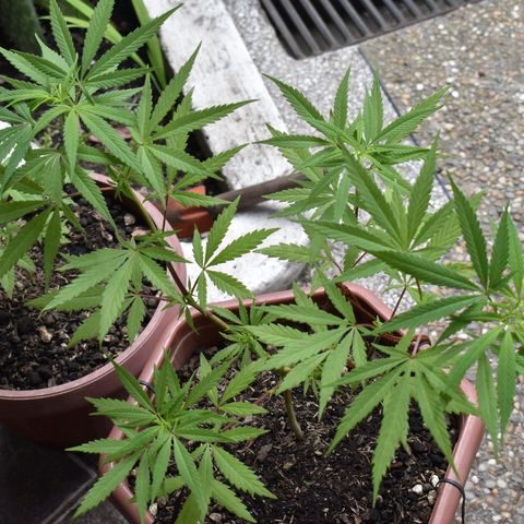 Mango growlog timeline photo