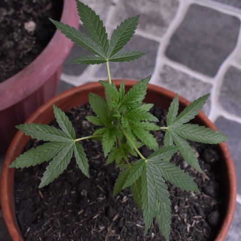 Lemon Urkel growlog timeline photo