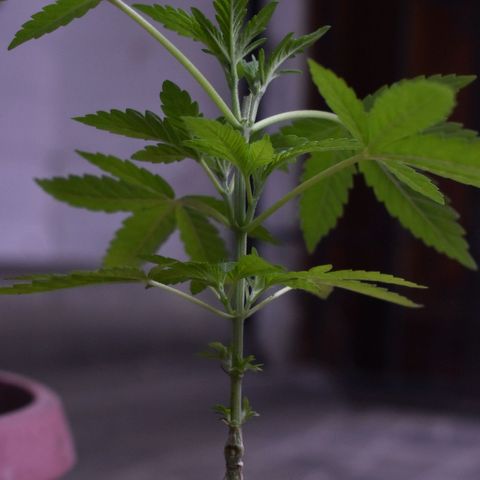 Lemon Urkel growlog timeline photo