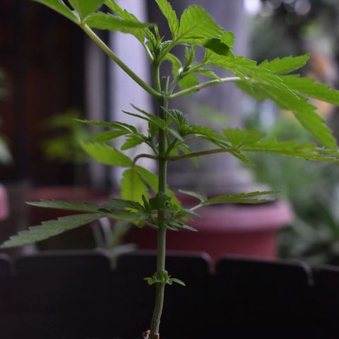 Lemon Urkel growlog timeline photo