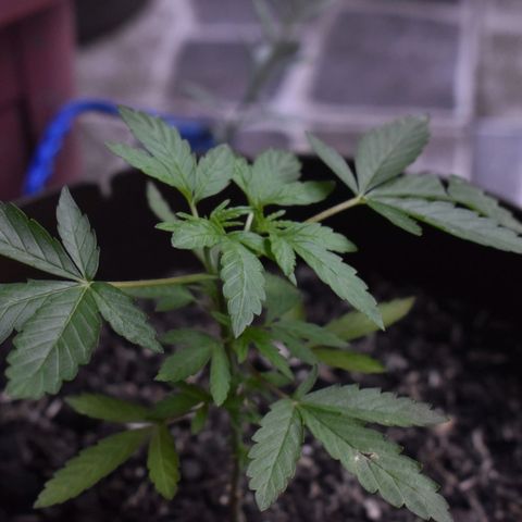 Lemon Urkel growlog timeline photo
