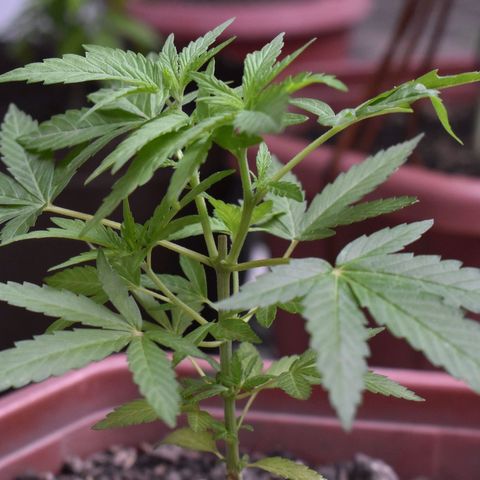 Lemon Urkel growlog timeline photo