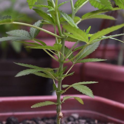 Lemon Urkel growlog timeline photo