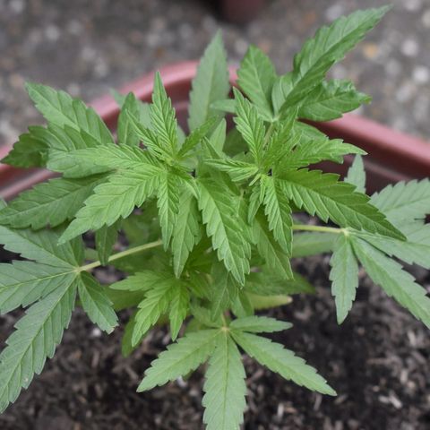 Lemon Urkel growlog timeline photo