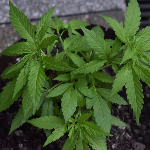 Genética desconocida growlog photo: Planta 1
