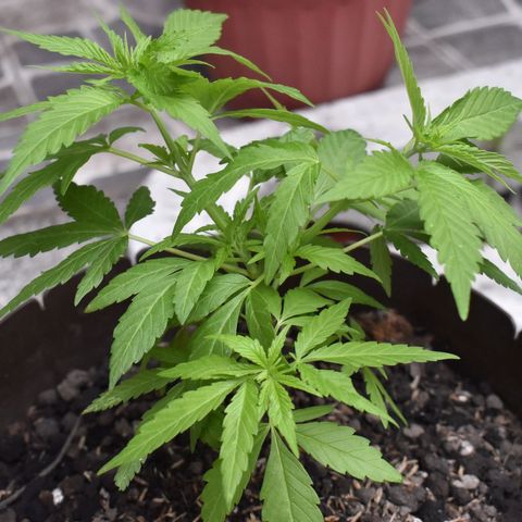 Genética desconocida growlog photo: Planta 1