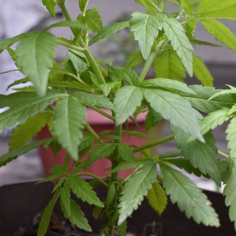 Genética desconocida growlog photo: Planta 1