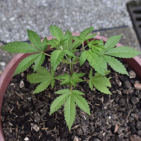 Genética desconocida growlog photo: Planta 2