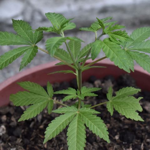 Genética desconocida growlog photo: Planta 2