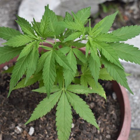 Genética desconocida growlog photo: Planta 3