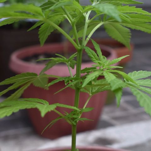 Genética desconocida growlog photo: Planta 3