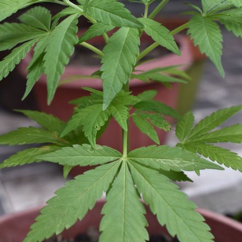 Genética desconocida growlog photo: Planta 3