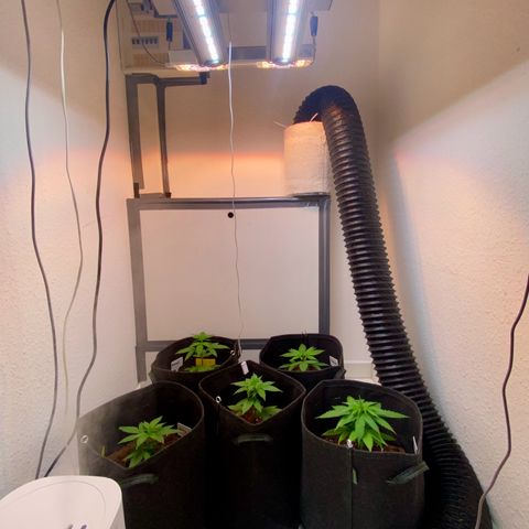 Ashake  growlog timeline photo