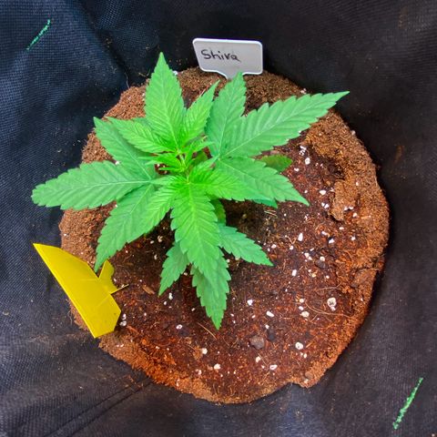 Ashake  growlog timeline photo