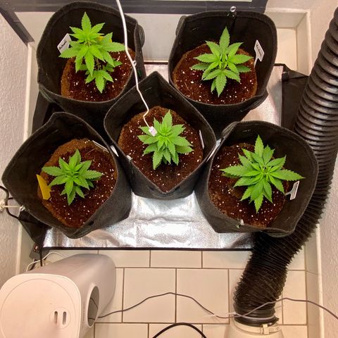 Ashake  growlog timeline photo