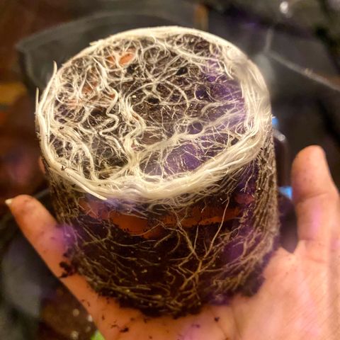 Ashake  growlog timeline photo