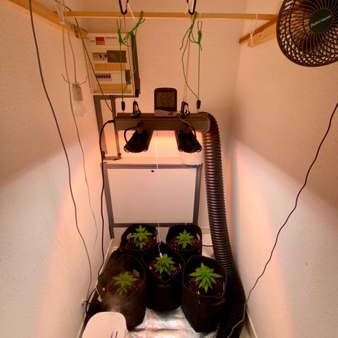 Ashake  growlog timeline photo