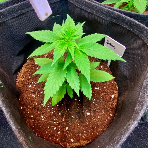 Ashake  growlog timeline photo