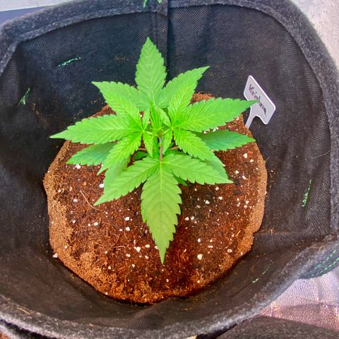 Ashake  growlog timeline photo