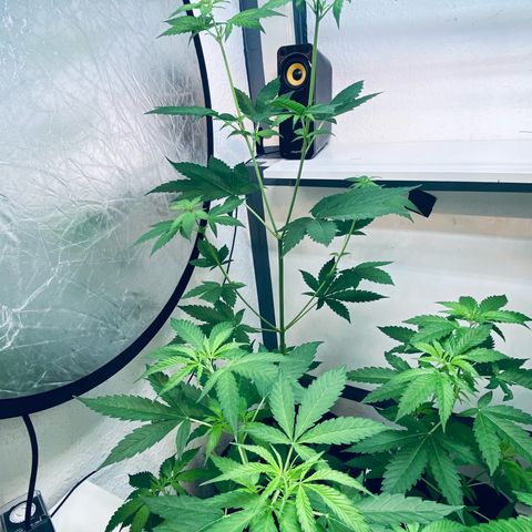 Ashake  growlog timeline photo