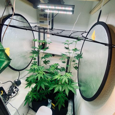 Ashake  growlog timeline photo