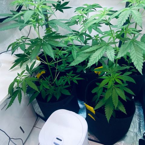 Ashake  growlog timeline photo