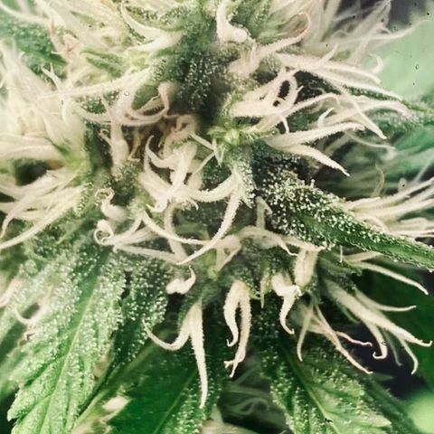 Ashake  growlog timeline photo
