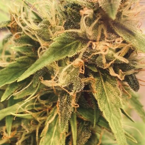 Ashake  growlog timeline photo