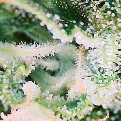 Ashake  growlog timeline photo