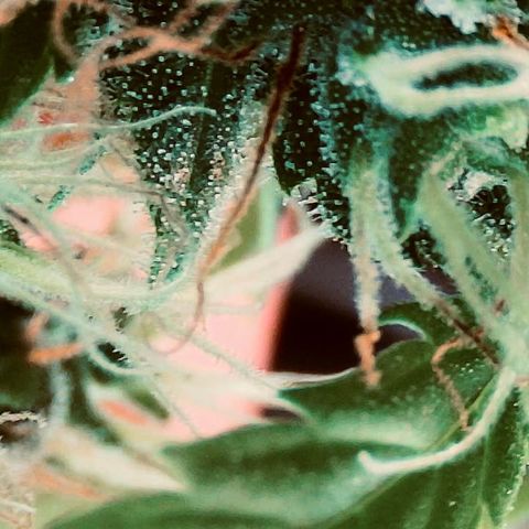 Ashake  growlog timeline photo