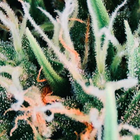 Ashake  growlog timeline photo