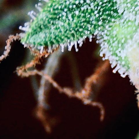 Ashake  growlog timeline photo