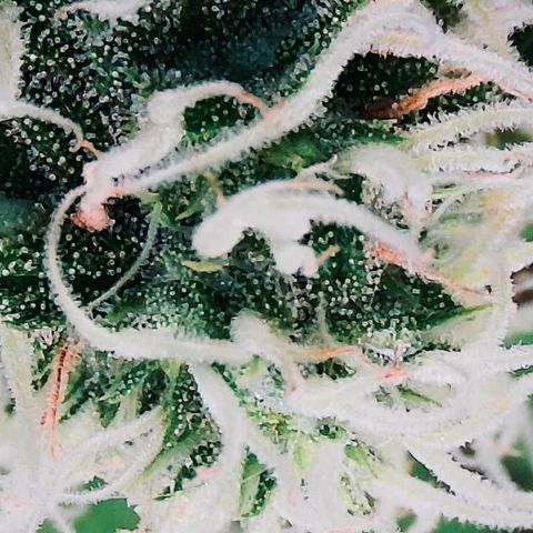 Ashake  growlog timeline photo