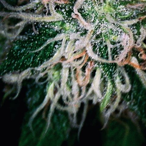 Ashake  growlog timeline photo