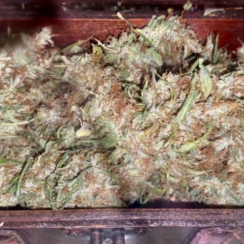 Ashake  growlog timeline photo