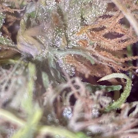 Ashake  growlog timeline photo
