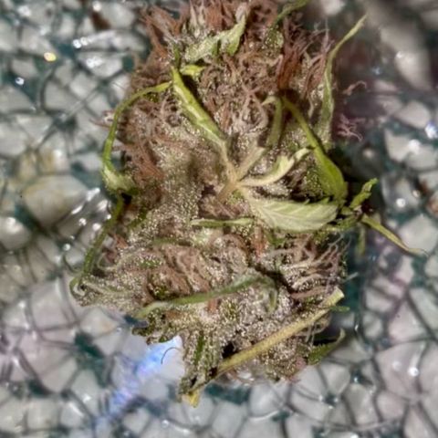 Ashake  growlog timeline photo