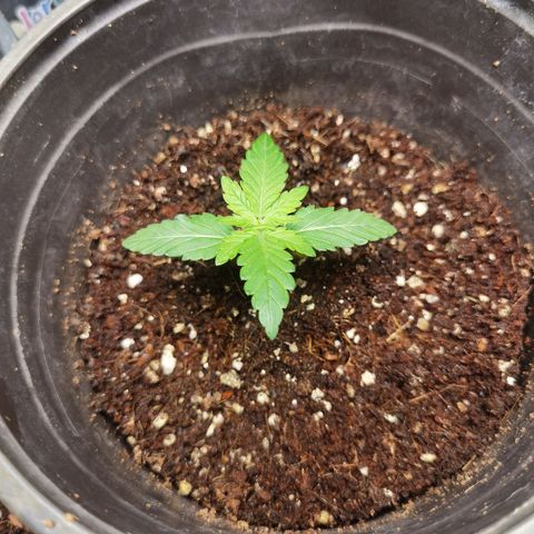 Mellow high growlog timeline photo