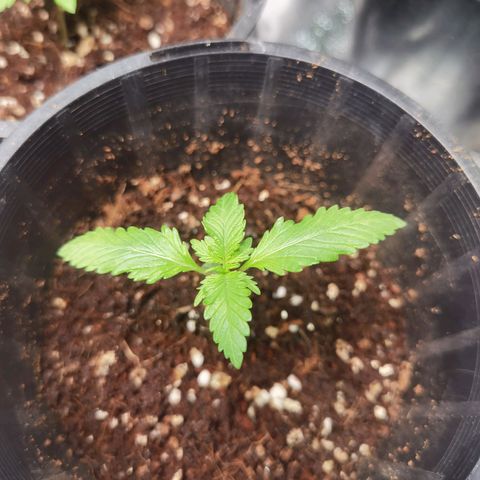 Budrot growlog timeline photo