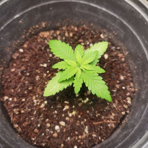 Mellow high growlog timeline photo