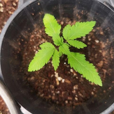Budrot growlog timeline photo