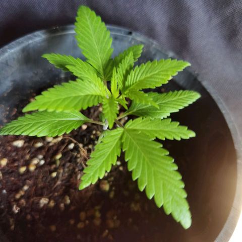 Budrot growlog timeline photo