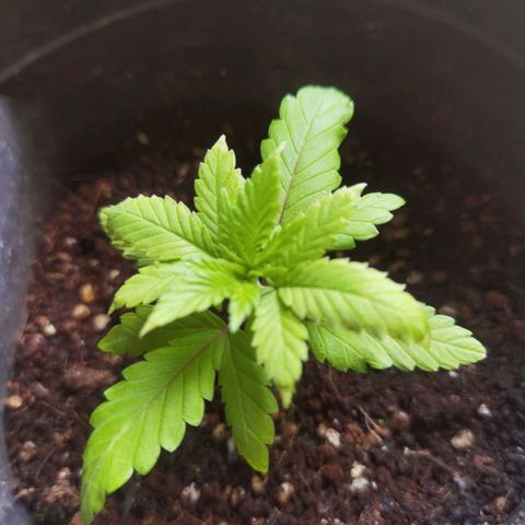 Mellow high growlog timeline photo