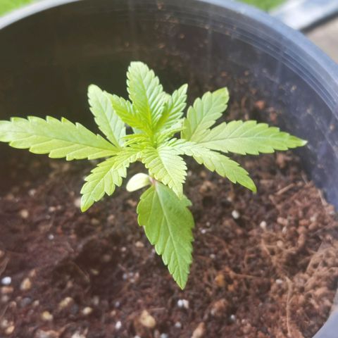 Budrot growlog timeline photo