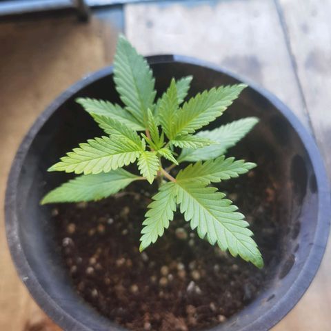 Mellow high growlog timeline photo