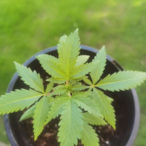 Budrot growlog timeline photo