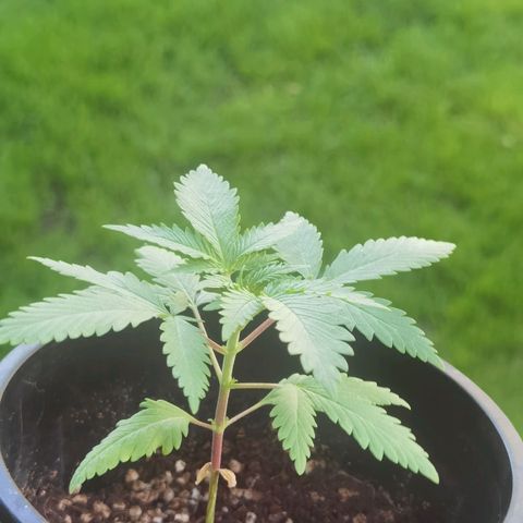 Budrot growlog timeline photo