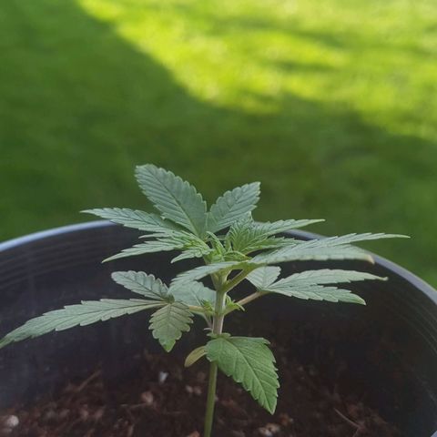 Mellow high growlog timeline photo