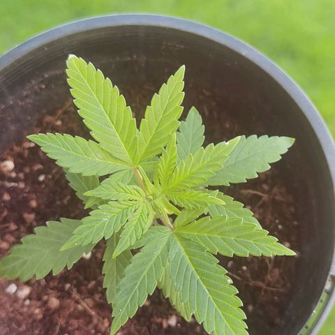 Mellow high growlog timeline photo