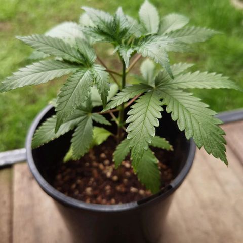 Budrot growlog timeline photo